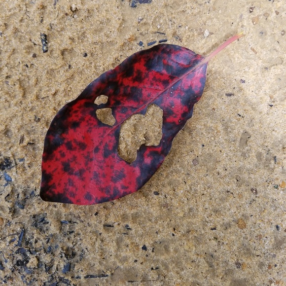 Meet your Posher, Bobbie - Picture 1 of 1